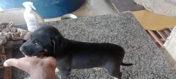 Cachorro ra a SRD-ViraLata idade 2 a 6 meses nome kaleb breno silva ferreira