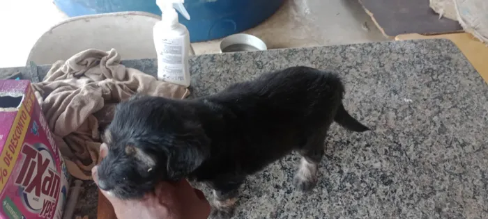 Cachorro ra a SRD-ViraLata idade 2 a 6 meses nome kaleb breno silva ferreira