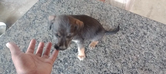 Cachorro ra a SRD-ViraLata idade 2 a 6 meses nome kaleb breno silva ferreira