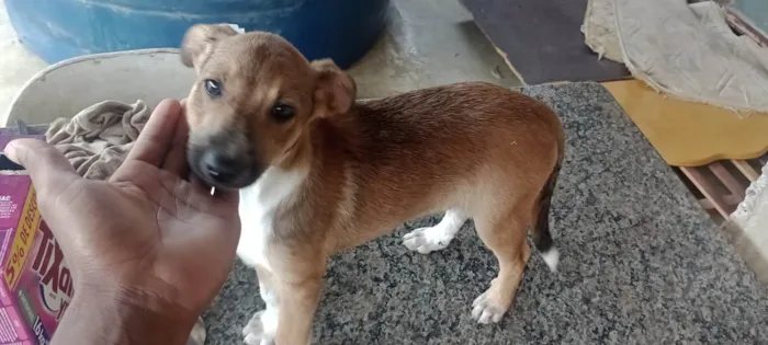 Cachorro ra a SRD-ViraLata idade 2 a 6 meses nome kaleb breno silva ferreira