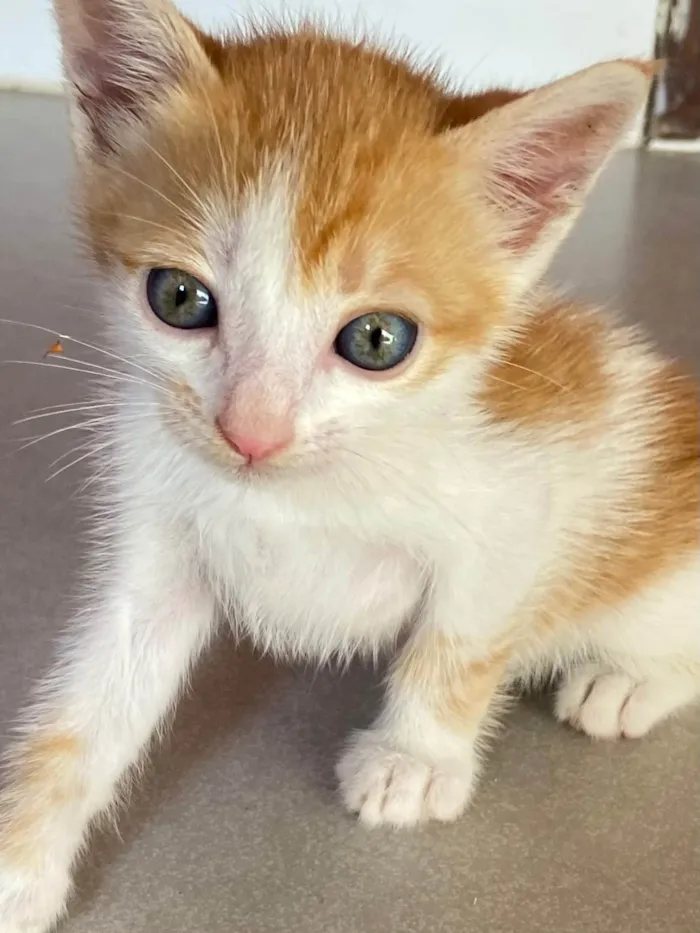 Gato ra a SRD-ViraLata idade Abaixo de 2 meses nome Babalu e Vico