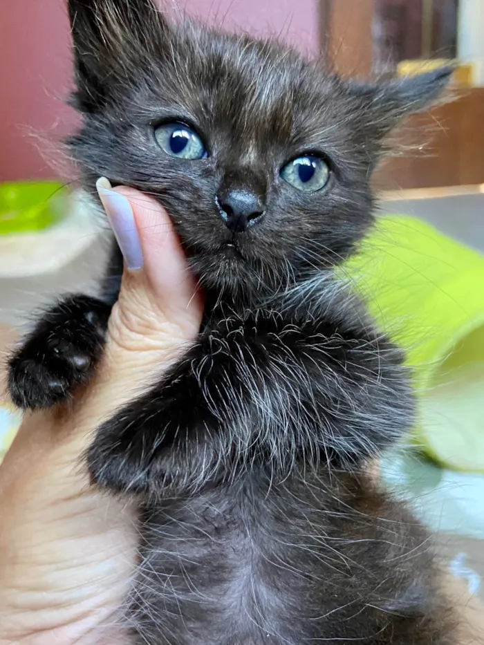 Gato ra a SRD-ViraLata idade Abaixo de 2 meses nome Babalu e Vico