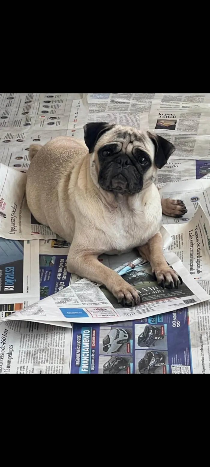 Cachorro ra a Bulldog idade 5 anos nome Susy pug 