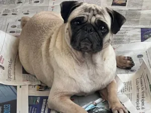 Cachorro raça Bulldog idade 5 anos nome Susy pug 