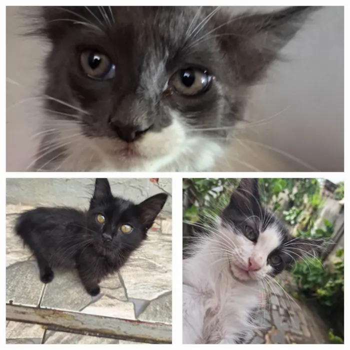 Gato ra a SRD-ViraLata idade Abaixo de 2 meses nome Filhotinhos lindos