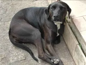 Cachorro raça SRD-ViraLata idade 4 anos nome Lulu