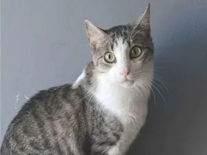 Gato raça SRD-ViraLata idade 2 anos nome FLOKINHO