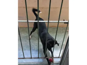 Cachorro raça Labrador idade 7 a 11 meses nome Lucky 