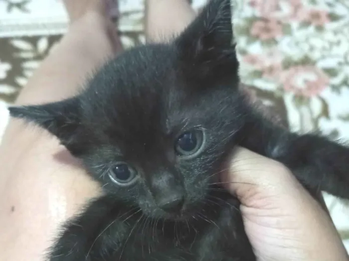 Gato ra a SRD-ViraLata idade Abaixo de 2 meses nome 3 gatinhas lindas para adoção 