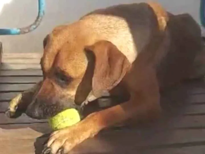 Cachorro ra a SRD-ViraLata idade 2 anos nome Brisa