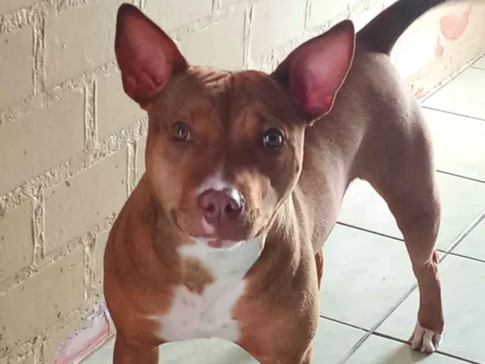 Cachorro ra a Pit-Bull idade 2 a 6 meses nome Quira