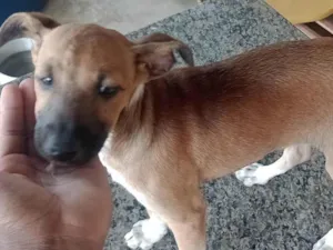 Cachorro raça SRD-ViraLata idade 2 a 6 meses nome kaleb breno silva ferreira