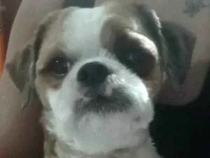 Cachorro raça Shitzu idade 7 a 11 meses nome Léo 