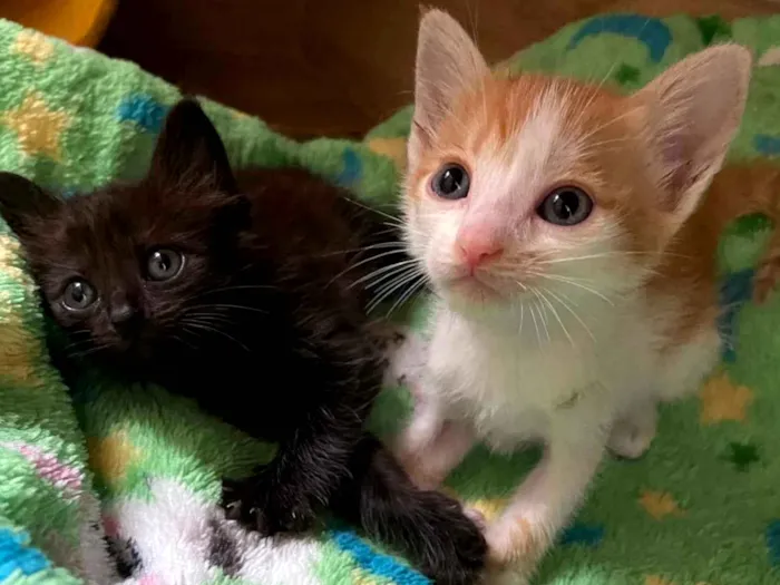 Gato ra a SRD-ViraLata idade Abaixo de 2 meses nome Babalu e Vico