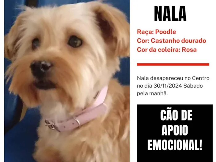 Cachorro ra a Poodle idade 5 anos nome Nala