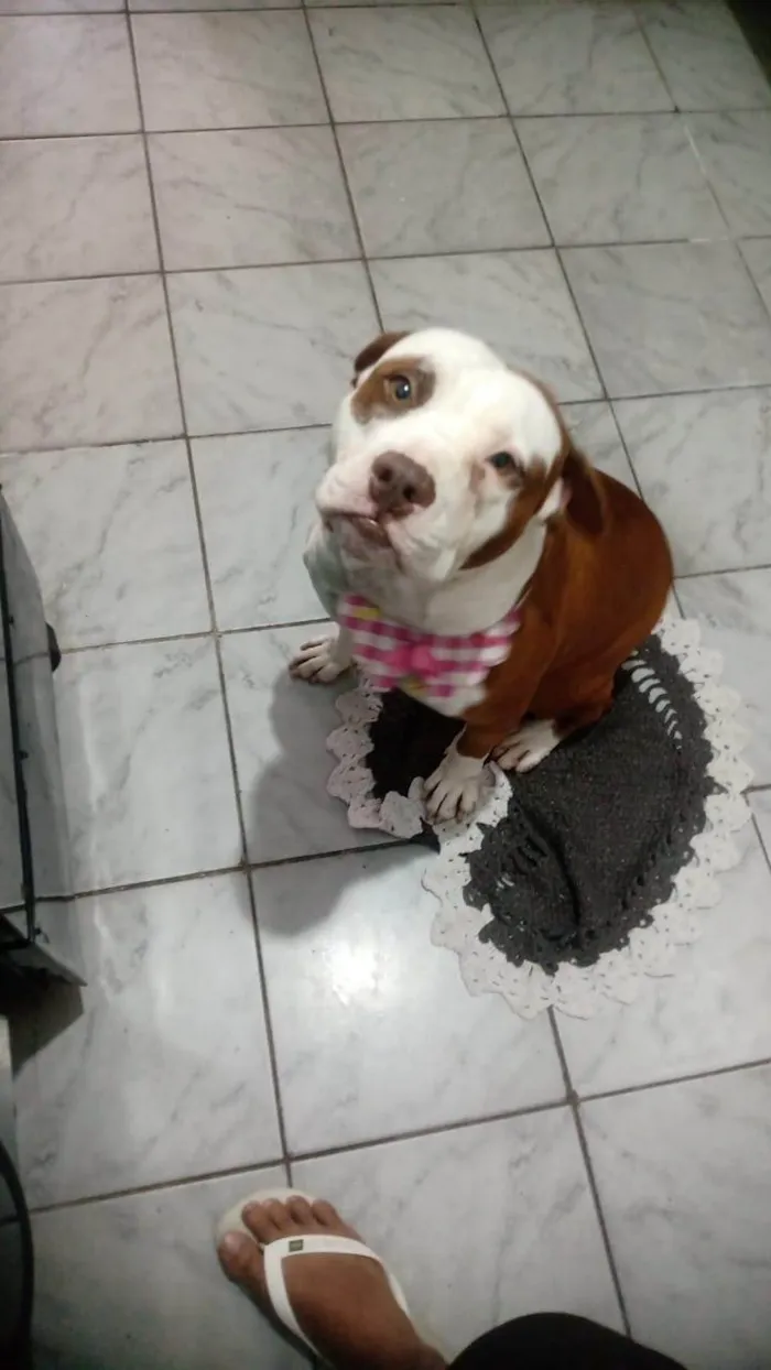 Cachorro ra a Pit-Bull idade 3 anos nome Maia