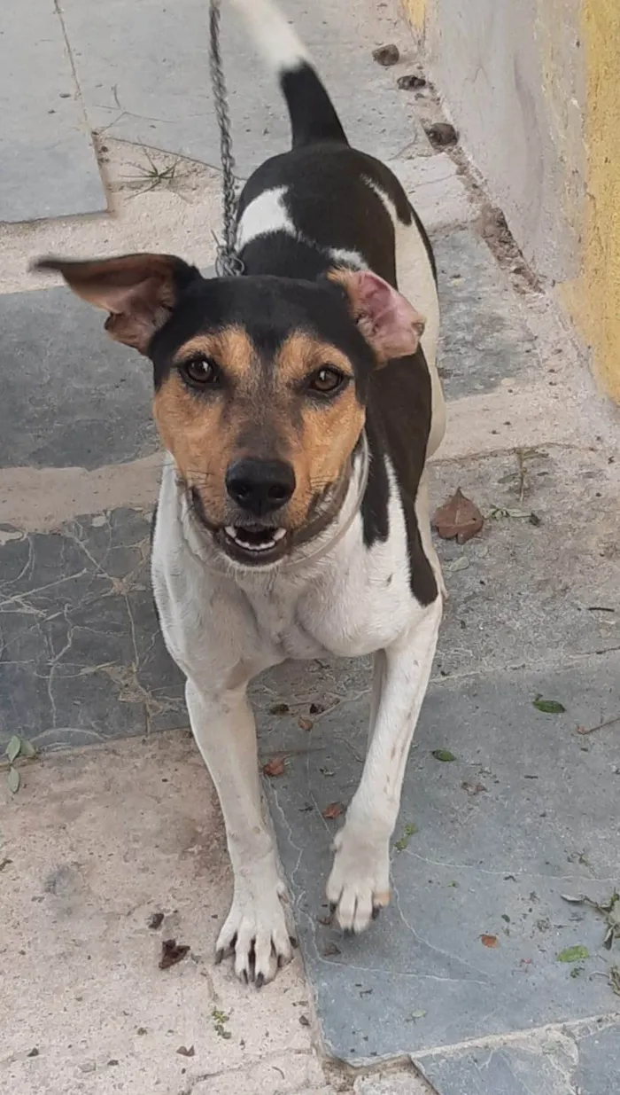 Cachorro ra a Fox Terrier idade 2 anos nome Xico