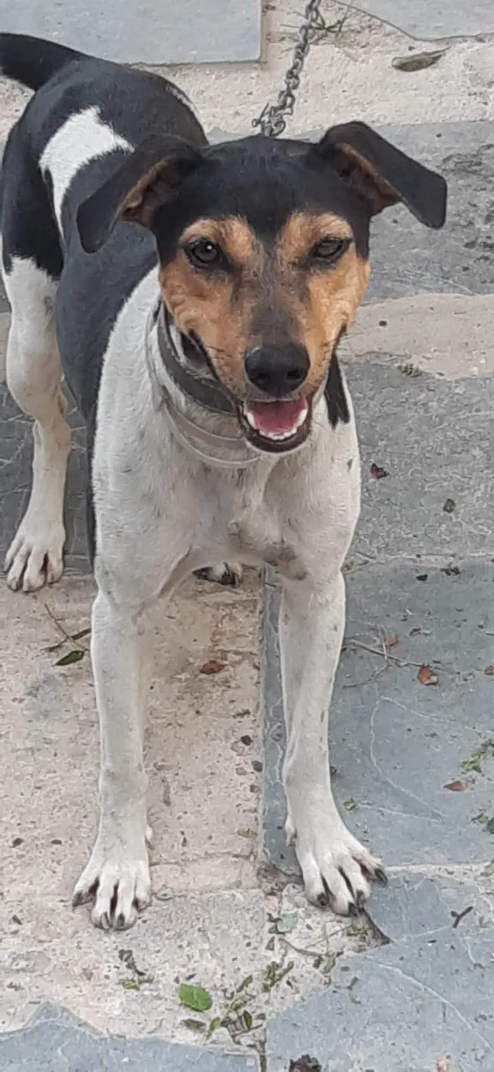 Cachorro ra a Fox Terrier idade 2 anos nome Xico