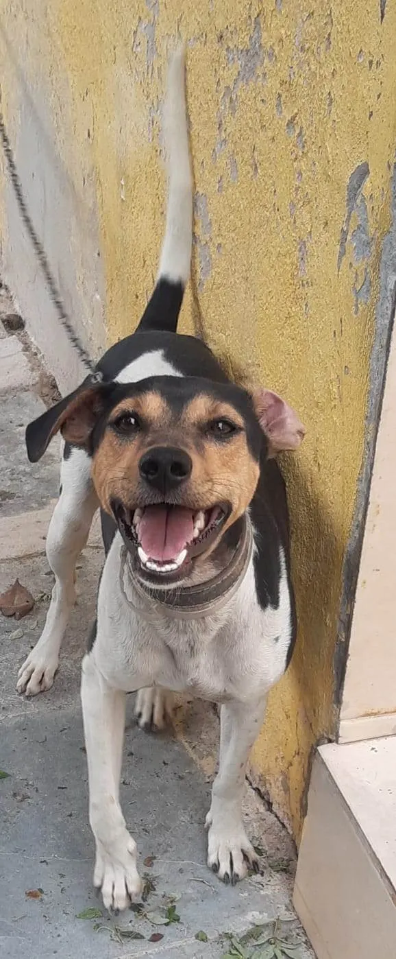 Cachorro ra a Fox Terrier idade 2 anos nome Xico