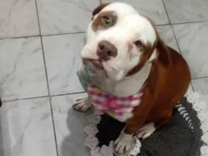 Cachorro raça Pit-Bull idade 3 anos nome Maia