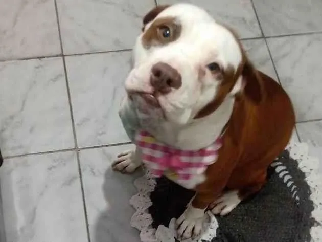 Cachorro ra a Pit-Bull idade 3 anos nome Maia