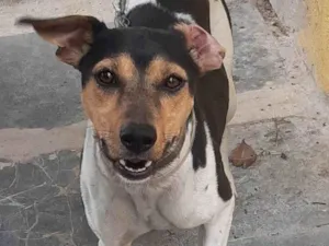 Cachorro raça Fox Terrier idade 2 anos nome Xico