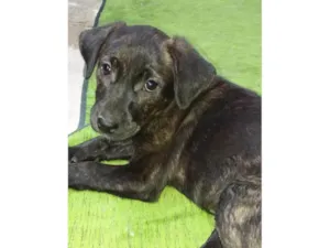 Cachorro raça SRD-ViraLata idade 2 a 6 meses nome Não tem nome