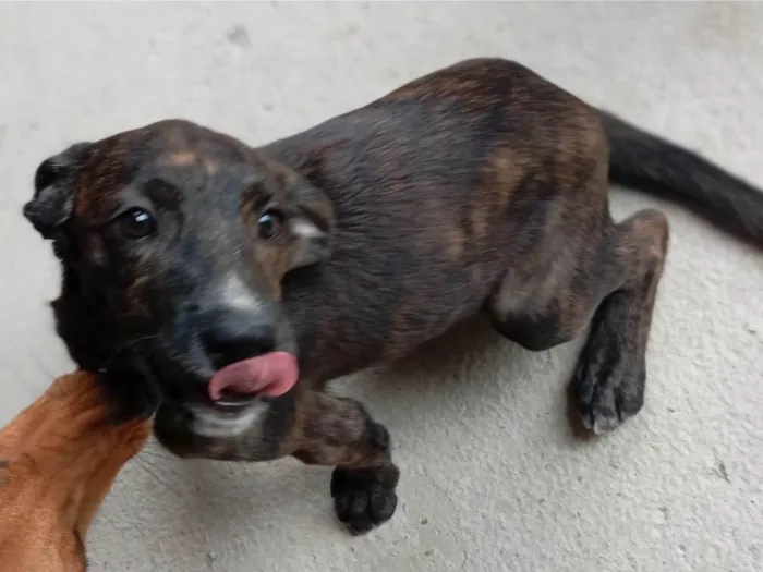 Cachorro ra a SRD-ViraLata idade 2 a 6 meses nome Não tem nome 