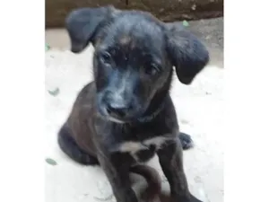 Cachorro raça SRD-ViraLata idade 2 a 6 meses nome Não tem nome 