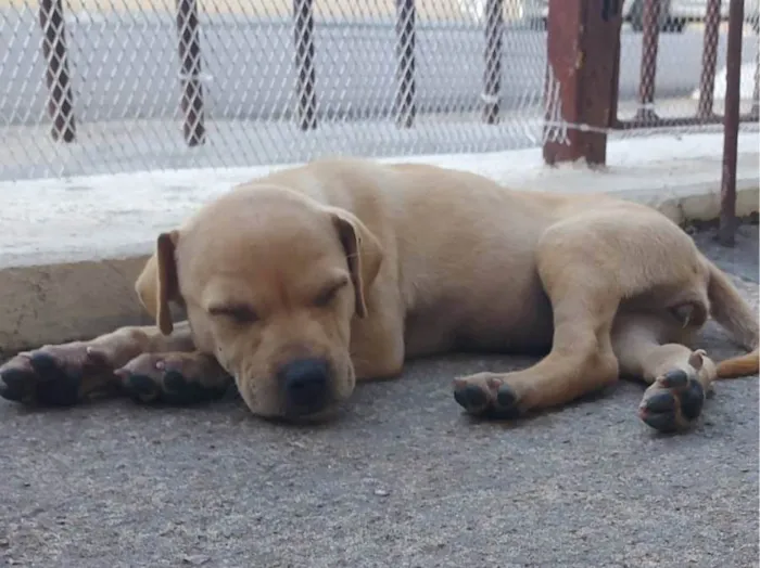 Cachorro ra a SRD-ViraLata idade 2 a 6 meses nome Sem nome 