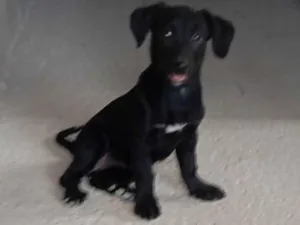 Cachorro raça SRD-ViraLata idade 2 a 6 meses nome Não tem nome 