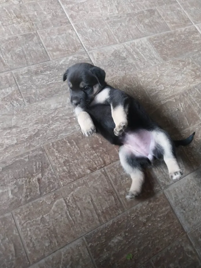 Cachorro ra a SRD-ViraLata idade Abaixo de 2 meses nome Não tem nome ainda