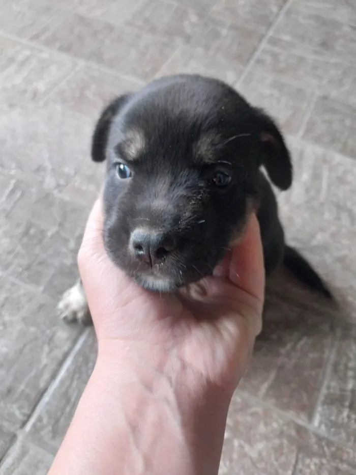 Cachorro ra a SRD-ViraLata idade Abaixo de 2 meses nome Não tem nome ainda