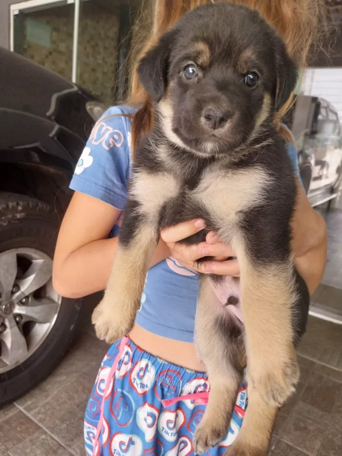 Cachorro ra a SRD-ViraLata idade Abaixo de 2 meses nome Não tem nome ainda