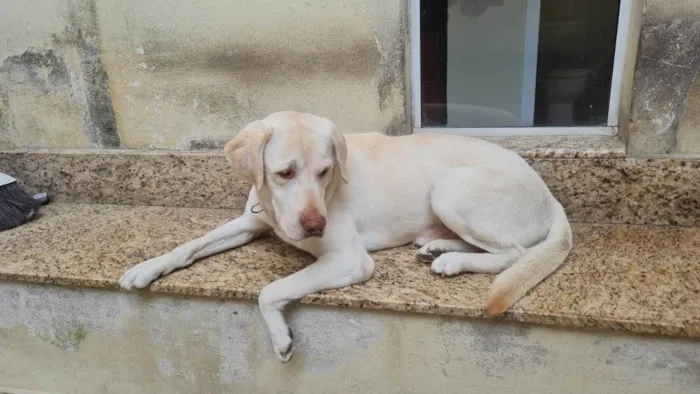 Cachorro ra a Labrador idade 5 anos nome Sultão 