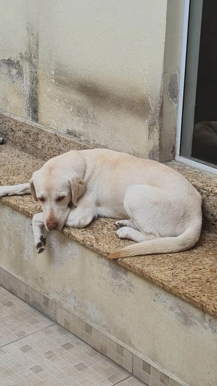 Cachorro ra a Labrador idade 5 anos nome Sultão 