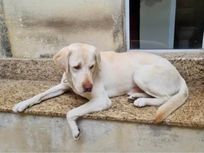 Cachorro raça Labrador idade 5 anos nome Sultão 