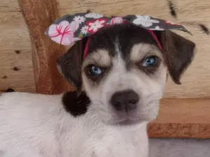 Cachorro raça SRD-ViraLata idade Abaixo de 2 meses nome Charlotte