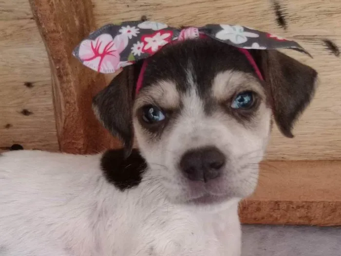 Cachorro ra a SRD-ViraLata idade Abaixo de 2 meses nome Charlotte