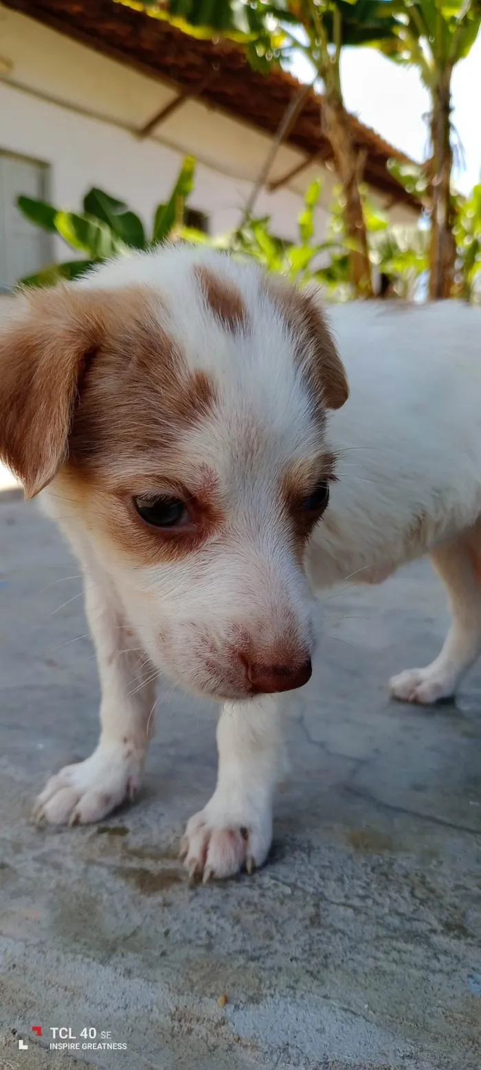 Cachorro ra a SRD-ViraLata idade Abaixo de 2 meses nome Madeline