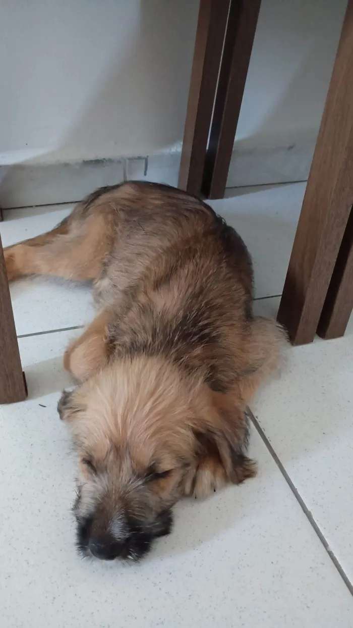 Cachorro ra a SRD-ViraLata idade 2 a 6 meses nome Billy