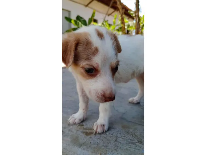 Cachorro ra a SRD-ViraLata idade Abaixo de 2 meses nome Madeline