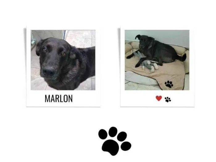 Cachorro ra a SRD-ViraLata idade 6 ou mais anos nome MARLON