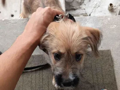 Cachorro raça SRD-ViraLata idade 2 a 6 meses nome Billy