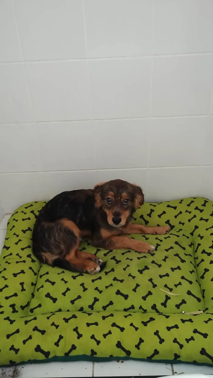 Cachorro ra a SRD-ViraLata idade 2 a 6 meses nome Spike 