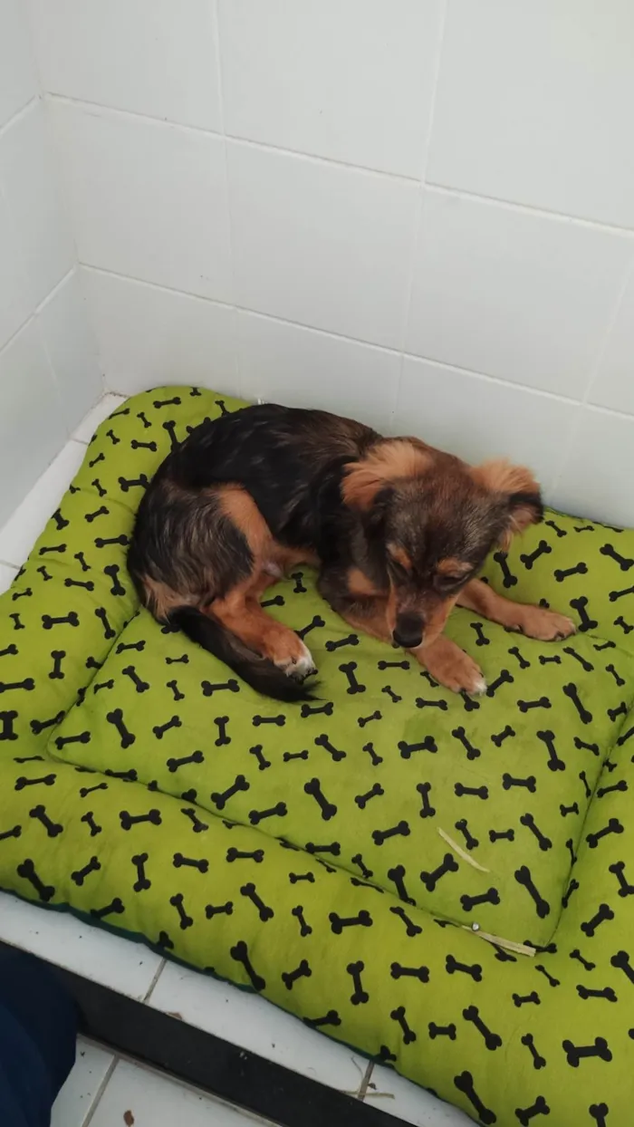 Cachorro ra a SRD-ViraLata idade 2 a 6 meses nome Spike 