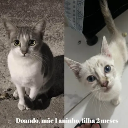 Gato raça SRD-ViraLata idade 2 a 6 meses nome Cinzinha