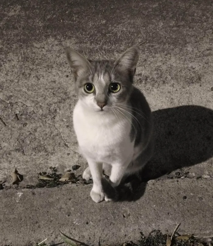 Gato ra a SRD-ViraLata idade 2 a 6 meses nome Cinzinha