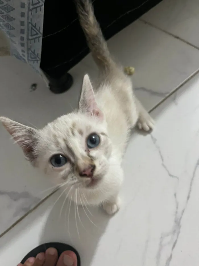 Gato ra a SRD-ViraLata idade 2 a 6 meses nome Cinzinha