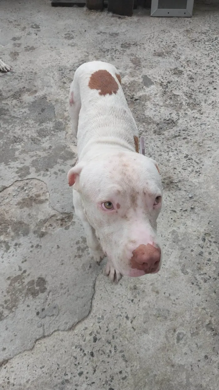 Cachorro ra a Pit-Bull idade 1 ano nome Zeus